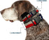 Buckle-Down Plastic Clip Collar - Texas Flag CLOSE-UP Distressed Painting - 1" Wide, Fits 15-24" Neck
