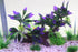 AQUA KT Aquarium Landscape Simulation Artificial Plant Purple, Plastic Plant for Fish Tank Decoration, Aquatic Water Plant, Fish Bowl Ornament by AQUA KT