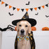 2023 New Halloween Dog Collar with Bow Tie for Boys and Girls, Small Medium Large Pets (Animal Print, Medium)