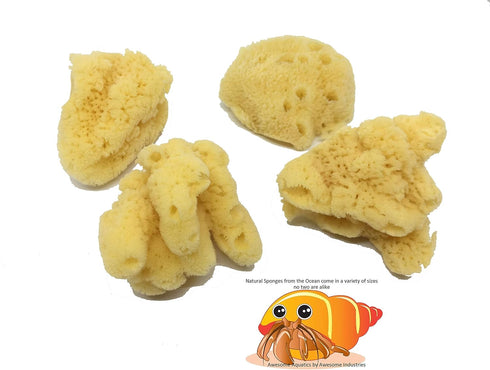 Awesome Aquatic 4 Pack 4 Natural Jumbo Hermit Crab Sponges Natural Sea Sponge Maintains Providing Humidity Helps