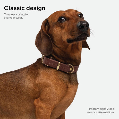 Classic Leather Dog Collar by Scout Supply, Heavy Duty Thick Full Grain Leather, Waterproof & Rust-Proof Brass Hardware