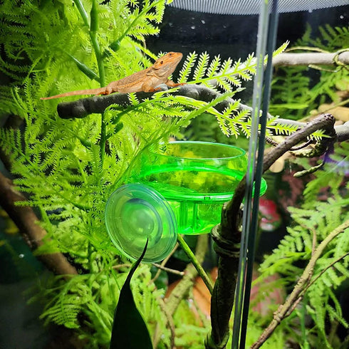 Chameleon Feeding Bowl with Suction Cup, 4Pcs Reptiles Feeder Water Bowls for Lizard Bearded Dragon Gecko