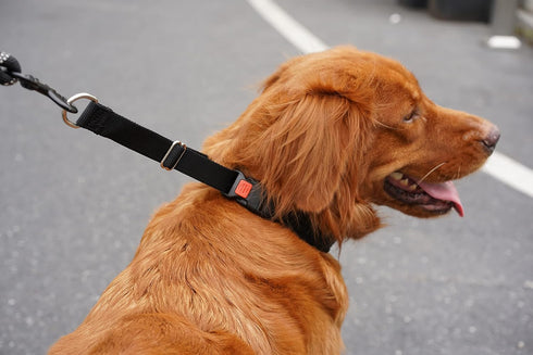 Mayerzon Martingale Collar for Dogs, No Pull Walking Collar for Small Medium Large Dogs, Anti Pull Training Collars