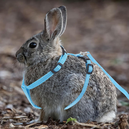 Adjustable Pet Rabbit Harness - Nylon Bunny Harness and Leash for Walking, Running, Outdoor (Blue) Medium