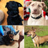 BINGPET Adjustable Leather Dog Collar, Real Split PU Leather, Studded Pet Collar for Small Medium Large Dogs