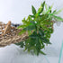 SLSON Reptile Plants Hanging Silk Terrarium Plants with Suction Cup for Bearded Dragons, Lizards, and Tank Decorations