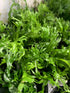 2 1 Marcus Fish Tanks Java Fern Windelov Microsorum pteropus Lace Java Fern Live Aquarium Plants for Aquatic Freshwater