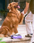 HICC PET Cleaning Deodorizing Wipes for Dogs & Cats, Plant-Based Gentle Wipes for Paws and Butt, Fresh Rose Scent