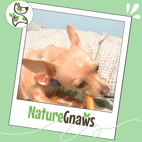2-4" (8oz) Nature Gnaws Bully Stick Bites for Small Dogs - Long Lasting for Light Chewers and Puppies - Natural Beef
