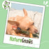 2-4" (8oz) Nature Gnaws Bully Stick Bites for Small Dogs - Long Lasting for Light Chewers and Puppies - Natural Beef