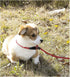 8FT Slip Lead Dog Leash, 1/3” Strong Rope, Adjustable No-Pull Leash for Small and Medium Pets