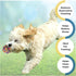 Puppy Dog Pet Rope Toys Set of 4 for Small to Medium Dogs