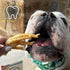 Green Butterfly Chicken Feet Dog Treats - 100% All Natural Dental Chews, Made in USA, 10 Pack, Rich in Glucosamine