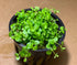 2 1 Micranthemum Monte Carlo Easy Live Aquarium Plant Buy Get