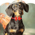 PET SHOW Adjustable Cute Dog Bow Ties Collar for Small Dogs Puppy Cats Bowties Neckties Pack of 50 Assorted Randomly