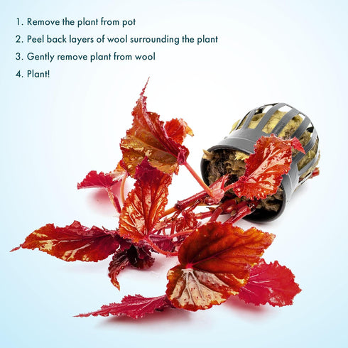 Sunset SubstrateSource Live Jungle Plants - Begonia Arabian (Begonia sp.) - Medium to High Light, Bronze Red Orange