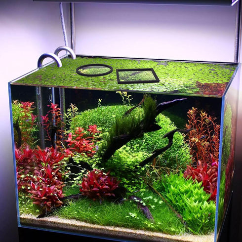 PAGOW 10pcs Fish Feeding Rings Set - Floating Aquarium Plant Corral, Round & Square Fish Feeder Rings
