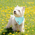 Summer Summer Dog Bandana, Unique Style Paws Blue Sunflower Dog Bandanas, Flower Puppy Scarves Square Dog Bib Kerchief