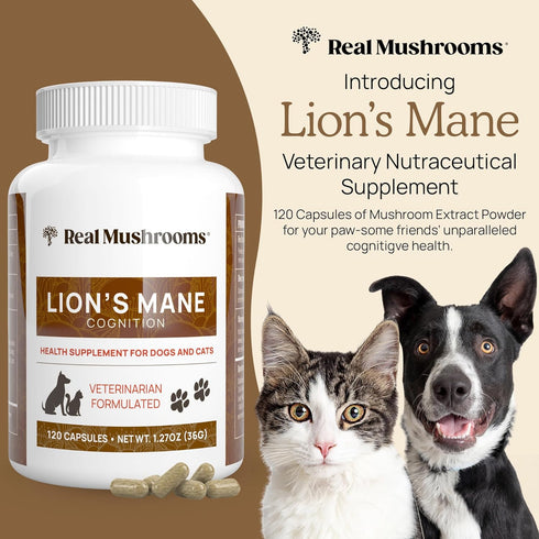 Wellbeing 120 Count Real Mushrooms Lions Mane Pet Mushroom Supplement Pet Capsules for Cat & Dog Supplement & Vitamins
