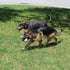 Jalousie 5 Pack Dog Squeaky Toys, Three No Stuffing and Two Plush with Stuffing for Dogs