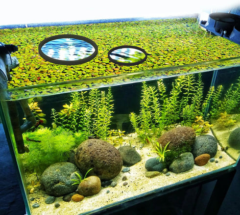 5pcs Aquarium Floating Plant Rings, Foam Floating Plant Corral, Fish Feeding Rings for Keeping Plants in Place (Black)