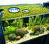 5pcs Aquarium Floating Plant Rings, Foam Floating Plant Corral, Fish Feeding Rings for Keeping Plants in Place (Black)