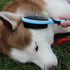 Double Sided Pet Grooming Brush, Royal Blue