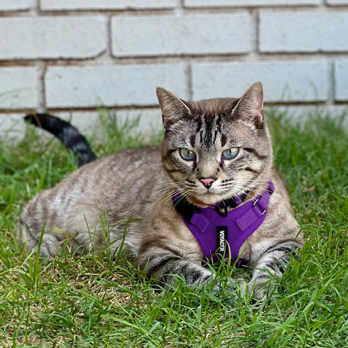 Voyager Step-in Lock Adjustable Cat Harness with Leash Combo Set, Neoprene Handle 5ft, Purple, XXS