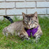 Voyager Step-in Lock Adjustable Cat Harness with Leash Combo Set, Neoprene Handle 5ft, Purple, XXS