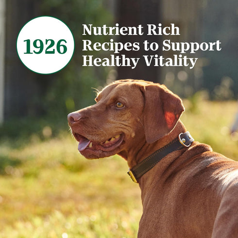 3.5 oz. (24 Count, Pack 1) Nutro Adult Natural Grain Free Wet Dog Food Pate, Adult Dog Food Wet Recipe, Tender Beef