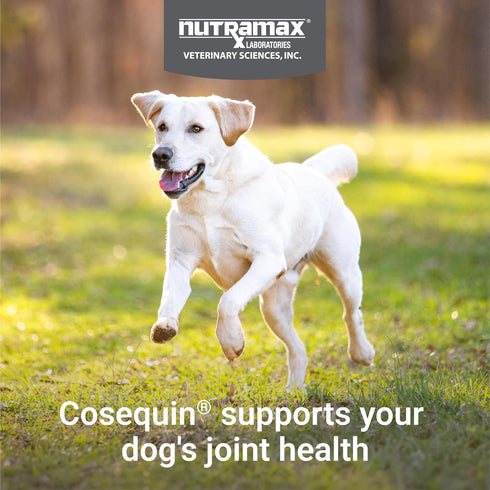 60 Count Nutramax Cosequin for Dogs Joint Health Supplement, Contains Glucosamine for Dogs, Plus Chondroitin and MSM