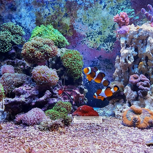 5 SUPVOX Acrylic Shrimp Cave Aquarium Hideout with Holes, Fish Tank Decor Shelter for Breeding and Observation