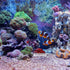 5 SUPVOX Acrylic Shrimp Cave Aquarium Hideout with Holes, Fish Tank Decor Shelter for Breeding and Observation