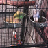 kathson 4 Pcs Stainless Steel Bowls for Birds, Parrot Feeder Dish Cups with Clamp Holder for Cockatiel Budgies Lovebird