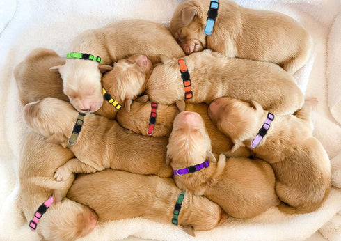 20 Pack Puppy Collars, Soft Nylon Safety Buckle Collars for Small Puppies, Newborn Whelping Collars for Litter Puppies