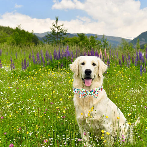 Soft Cute Dog Collar with Bow Tie, Flowers Print Adjustable Pet Collar with Metal Buckle, Gift Collar for Medium Dogs