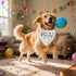 Realeaf Lets Pawty Dog Bandana,Wedding Birthday Party Outfit for Boy and Girl, Premium Durable Fabric, Engagement