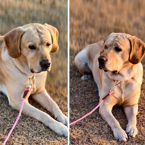 MayPaw Dog Leash, 6 ft*1/2", Pink, Classic Solid Colors, Strong Nylon Rope, Heavy Duty Silver Clasp, Reinforced with