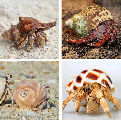 5PCS Hermit Crab Shells, Natural Sea Conch Size 2.1" - 2.8" for Hermit Crab Supplies and Beach Decoration
