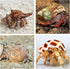 5PCS Hermit Crab Shells, Natural Sea Conch Size 2.1" - 2.8" for Hermit Crab Supplies and Beach Decoration