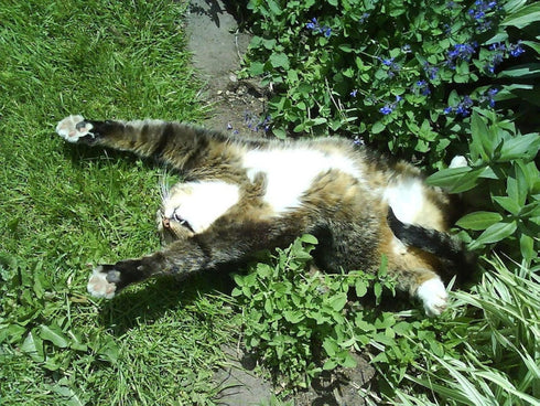 3000+ Count 2026 TomorrowSeeds - Catnip Seeds - - for Planting Nepeta Catwort Garden Vegetable Catnips Catmint Lavender