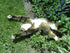 3000+ Count 2026 TomorrowSeeds - Catnip Seeds - - for Planting Nepeta Catwort Garden Vegetable Catnips Catmint Lavender