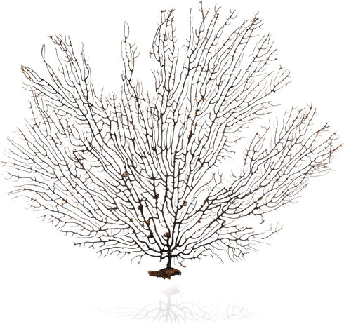 Nautical Crush Trading Sea Fan Coral, Black, 10-12'' Natural Real Piece of