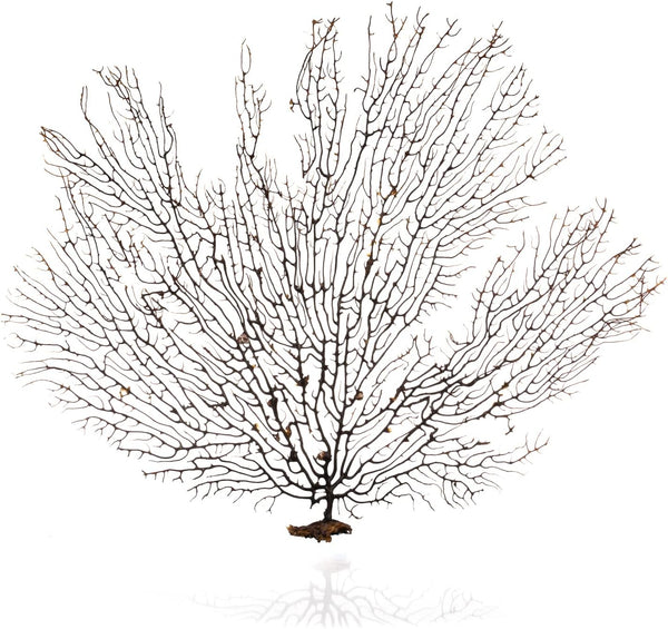 Nautical Crush Trading Sea Fan Coral, Black, 10-12'' Natural Real Piece of
