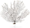 Nautical Crush Trading Sea Fan Coral, Black, 10-12'' Natural Real Piece of