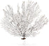 Nautical Crush Trading Sea Fan Coral, Black, 10-12'' Natural Real Piece of