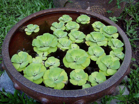 Aquatic Discounts 5 Large Water Lettuce - Live Floating Plant for Your Aquarium or Pond by
