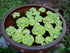 Aquatic Discounts 5 Large Water Lettuce - Live Floating Plant for Your Aquarium or Pond by