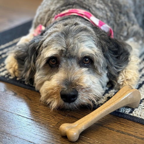 SPOT Bam-Bones Bone, 7.25in, Chicken Flavor - Durable Bamboo Fiber Dog Chew for Light to Moderate Chewers under 40lbs