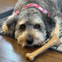 SPOT Bam-Bones Bone, 7.25in, Chicken Flavor - Durable Bamboo Fiber Dog Chew for Light to Moderate Chewers under 40lbs